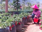 Wisata petik strawberry, images sumber: Facebook