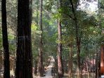 Pine Garden Sentul Bogor, images sumber: Putri Apriliani