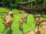 Wisata Penangkaran Rusa Tanjungsari Bogor. Images sumber: Hasan Shadiq