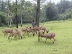 Wisata Penangkaran Rusa Tanjungsari Bogor. Images sumber: x GUNx