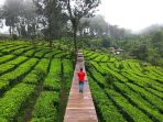 Salahsatu hamparan hijau kebun teh dl