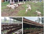 Suasana peternakan di Kampung Patriot Ciriung Bogor, images sumber: Google Crome Suasana peternakan di Kampung Patriot Ciriung Bogor, images sumber: Google Crome